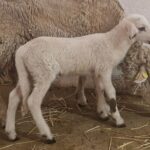 Bluetongue disease is affecting sheep in the Balearic Islands