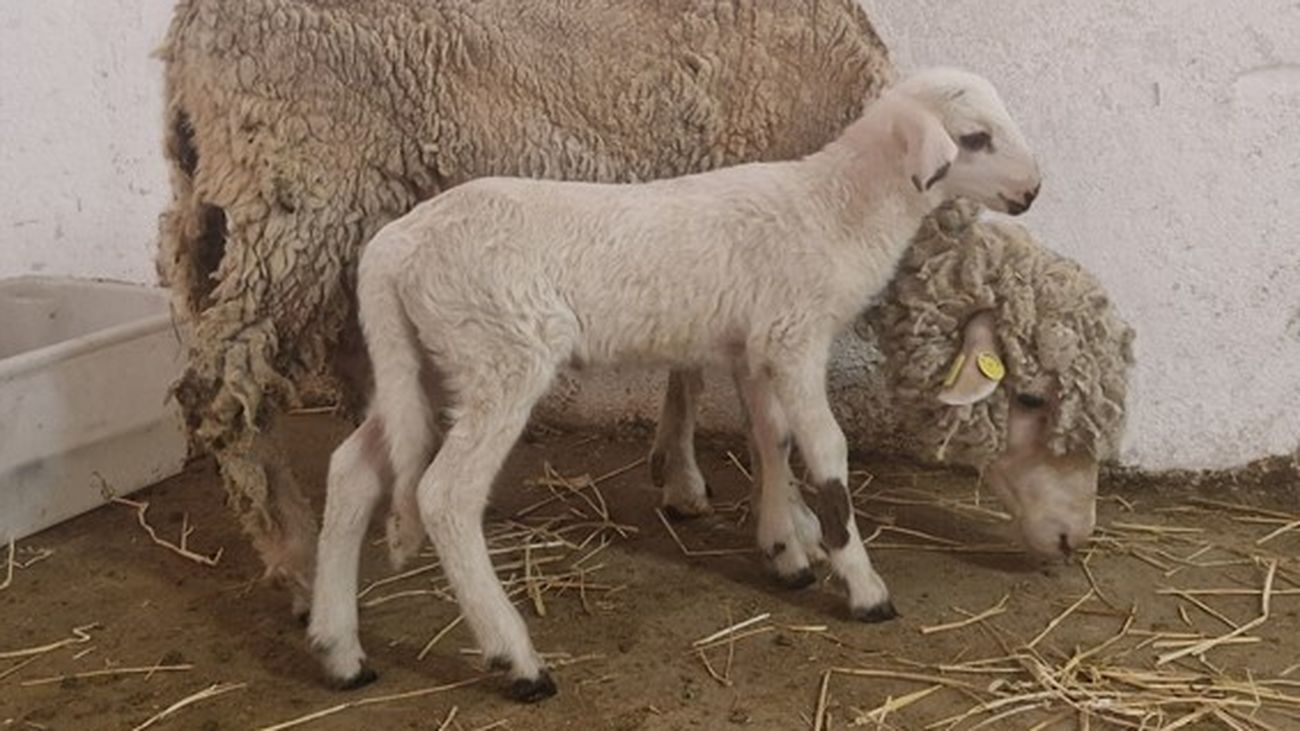 Bluetongue disease is affecting sheep in the Balearic Islands