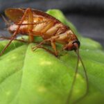 New cockroach species arrives in Europe - and this is where it has been detected in Spain