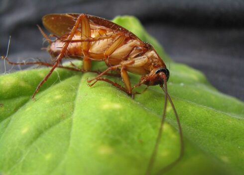 New cockroach species arrives in Europe - and this is where it has been detected in Spain