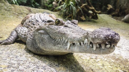 ‘Crocodile sighting’ forces closure of major beach in Spain