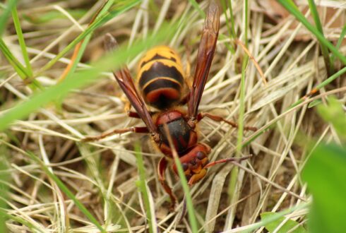 Plague of invasive hornets threaten bees and honey production across Spain’s Malaga