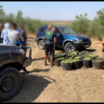 Olive thieves are caught in the act while trying to flee with half-tonne haul in Spain's Sevilla