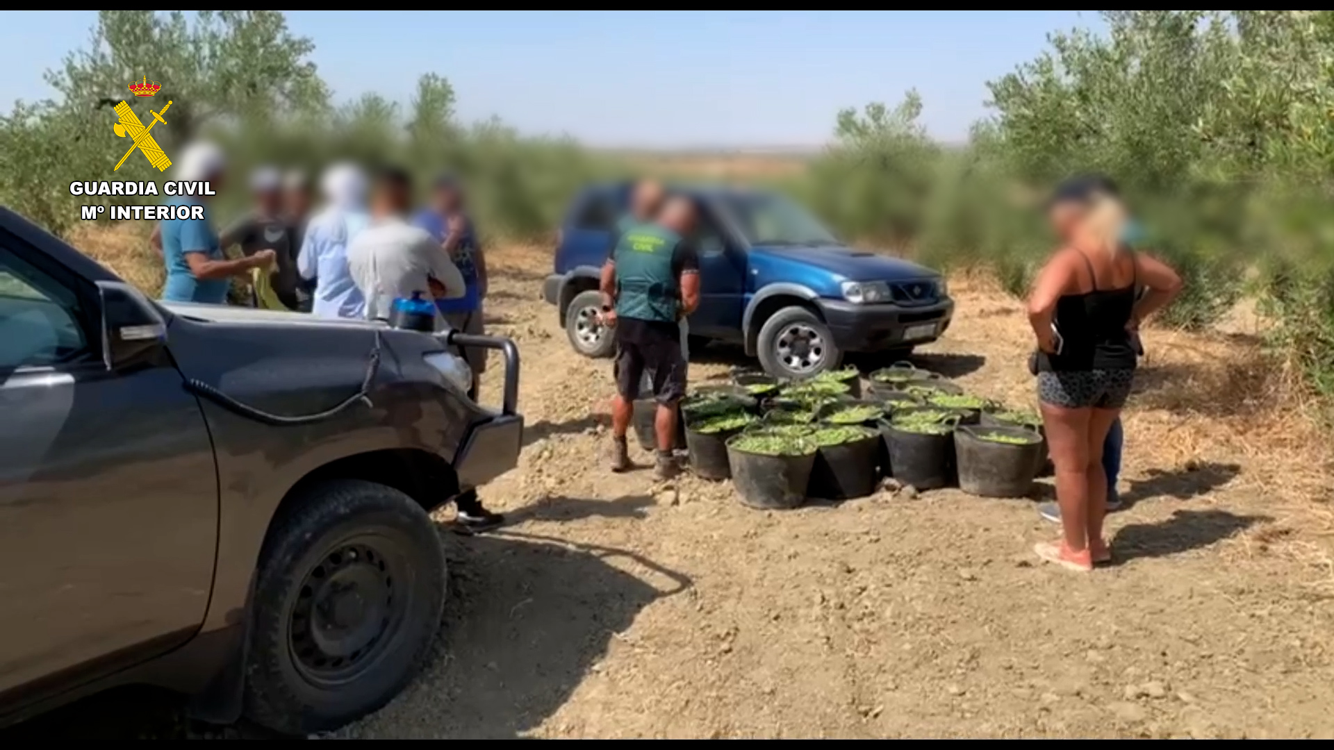 Olive thieves are caught in the act while trying to flee with half-tonne haul in Spain's Sevilla