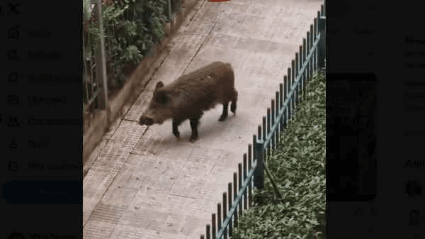 Watch: Wild boar goes on rampage in Spain's Madrid as it charges at locals and bites a police officer