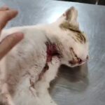 Local who shot two cats to death on Spain’s Costa Blanca avoids jail