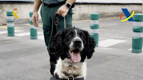 Spanish police dog Neo is awarded medal of honour after detecting 800kg of cocaine at Barcelona port