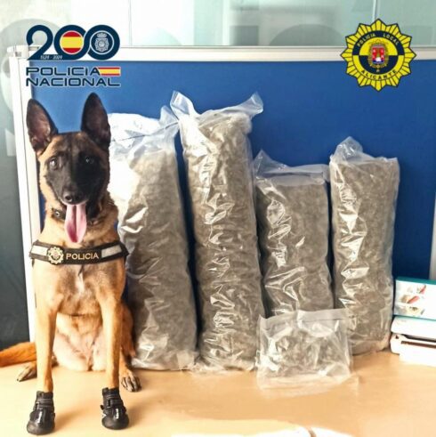 Spanish police dog proudly poses with huge marijuana haul after catching 'trafficker' in Alicante