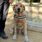 Who's a clever boy! Expert police dog Scottex wins medal of honour after working some of Spain's biggest cases - this is his specialty