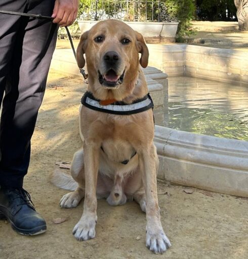 Who's a clever boy! Expert police dog Scottex wins medal of honour after working some of Spain's biggest cases - this is his specialty