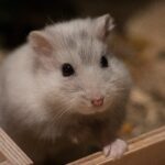 Pet hamster 'kills' mother-of-two in Spain: 38-year-old collapsed in front of her terrified children after being bitten