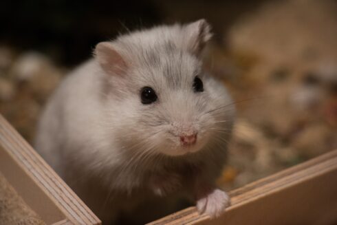 Pet hamster 'kills' mother-of-two in Spain: 38-year-old collapsed in front of her terrified children after being bitten