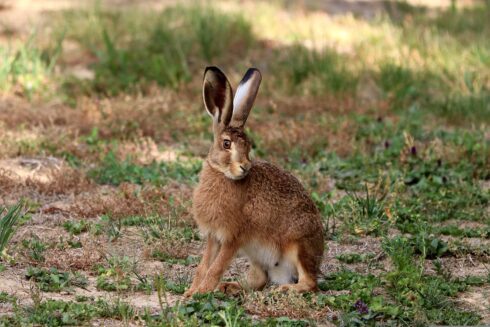 Emergency rights to hunt rabbits are granted in parts of southern Spain - this is why