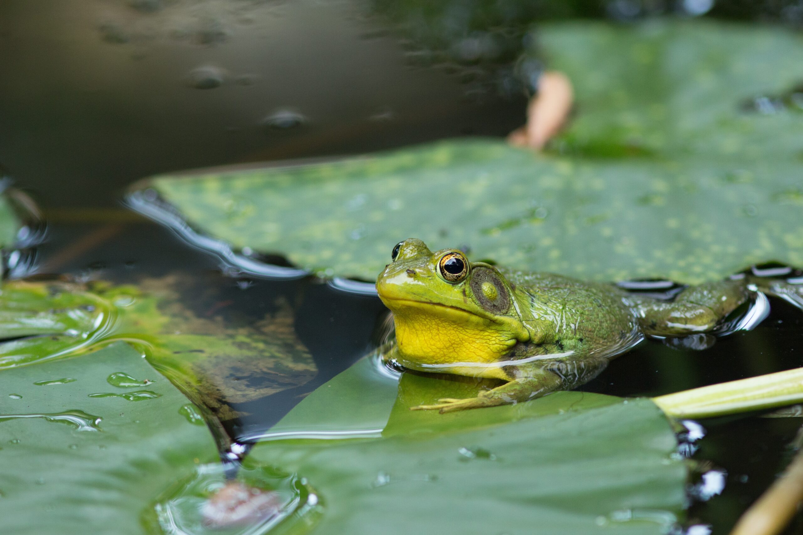 Dramatic new study reveals that nearly half of Spain's vertebrate animal population is in decline with amphibians and inland fish most at risk