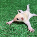 Cute 'sugar glider' possums are exploring their surroundings after being born in Benidorm park