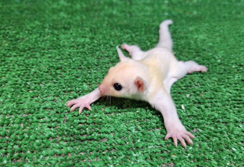 Cute 'sugar glider' possums are exploring their surroundings after being born in Benidorm park