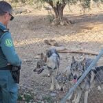 Rare and endangered Iberian wolves were kept illegally as pets in a fenced area on Murcia property