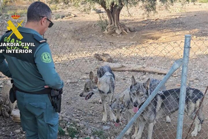 Rare and endangered Iberian wolves were kept illegally as pets in a fenced area on Murcia property