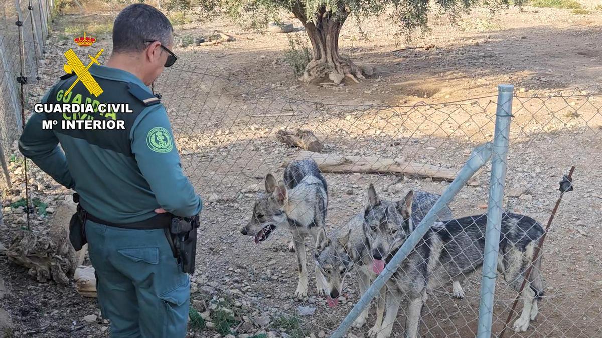 Rare and endangered Iberian wolves were kept illegally as pets in a fenced area on Murcia property