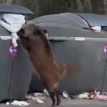 Rise of the pigs! Wild boars in Spain have learned how to ransack streetside rubbish containers