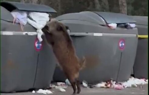 Rise of the pigs! Wild boars in Spain have learned how to ransack streetside rubbish containers