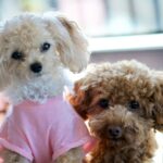 Toy poodle importers faked pedigree certificates to charge €4k per dog in Spain