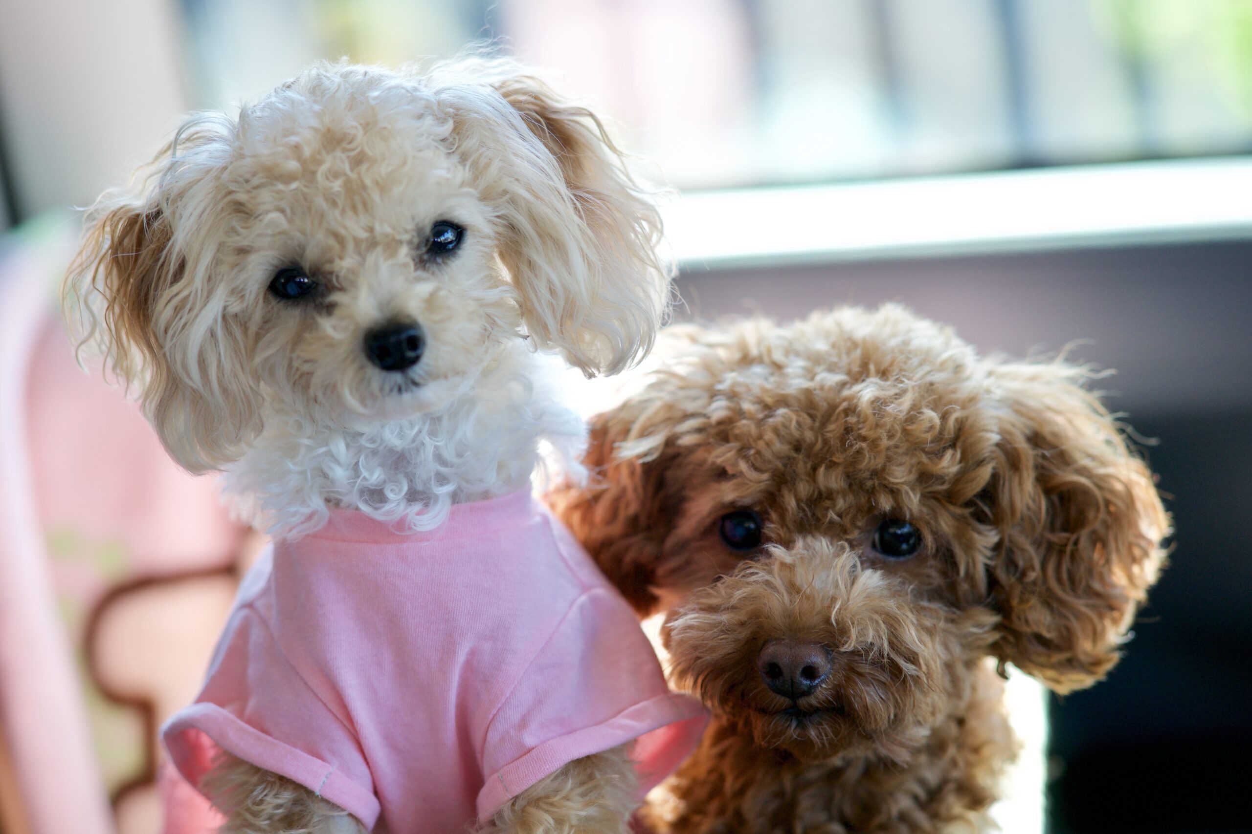 Toy poodle importers faked pedigree certificates to charge €4k per dog in Spain