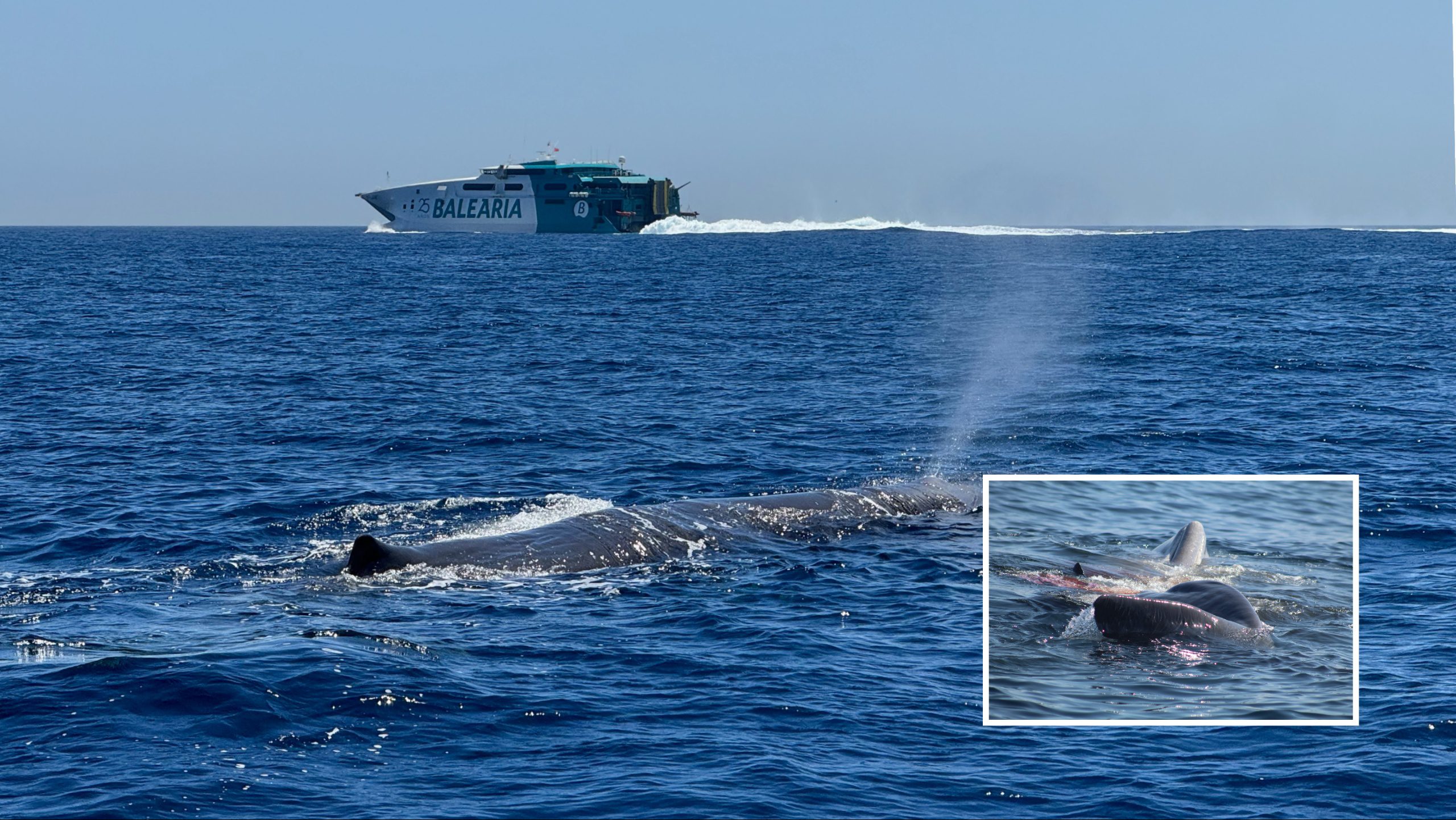 Exclusive: Endangered sperm whales are dying in the Strait of Gibraltar – as experts reveal ‘biggest culprit’