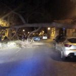 Hurricane winds of up to 140km/hr batter Mallorca: Palm trees are toppled while hundreds of incidents are reported