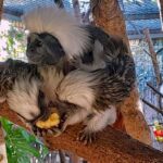 Rare marmoset species babies are born and doing well at Benidorm's Terra Natura park