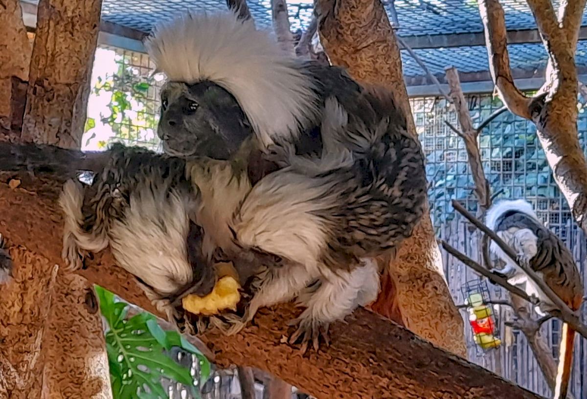 Rare marmoset species babies are born and doing well at Benidorm's Terra Natura park