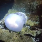 Watch: Giant jellyfish is filmed swimming in popular tourist port in Spain 