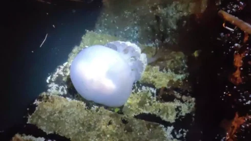 Watch: Giant jellyfish is filmed swimming in popular tourist port in Spain 