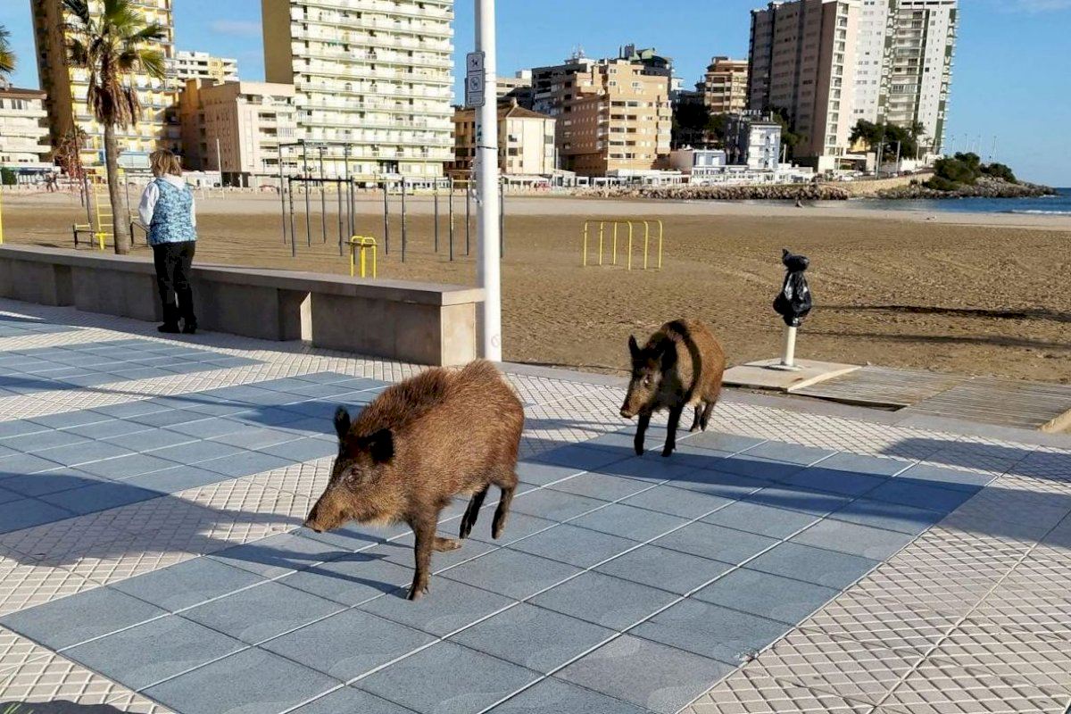 Wild boars go on a gentle stroll along a seaside promenade in Spain