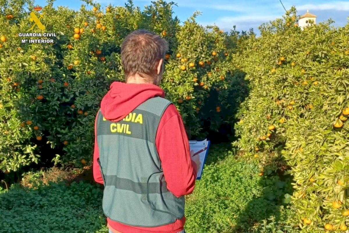 Four fugitives working as fruit pickers- including man on the run for 18 years- are arrested on the Costa Blanca