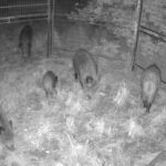 Special cages trap catch dozens of wild boars close to Costa Blanca city