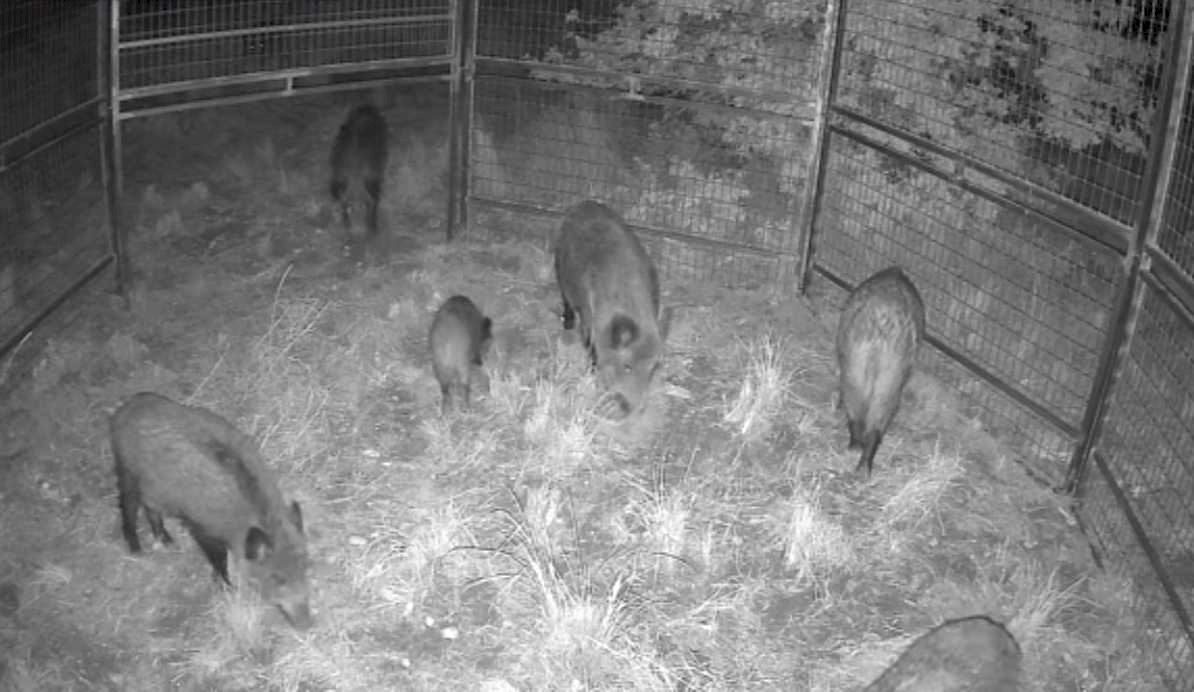 Special cages trap catch dozens of wild boars close to Costa Blanca city