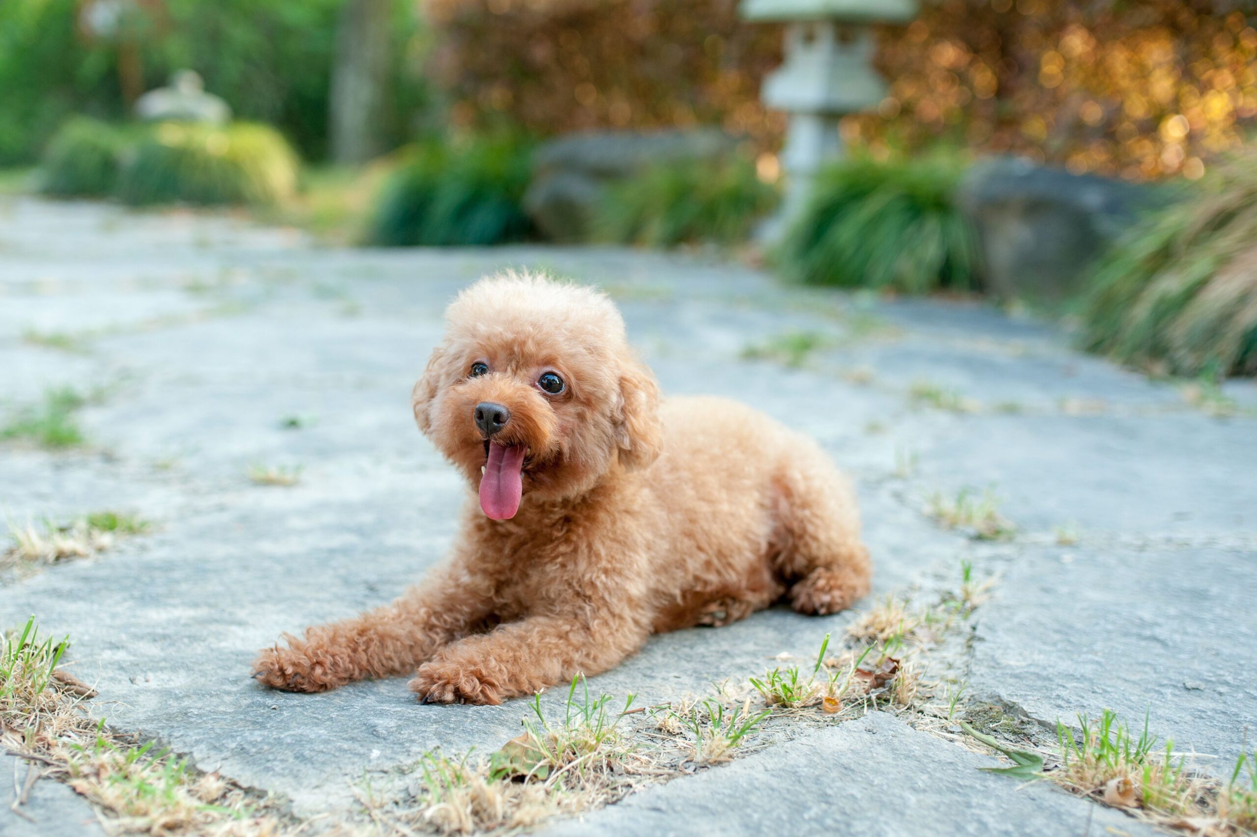 Breeders accused of toy poodle scam by charging over €6,000 for a puppy with fake pedigree documents in Spain