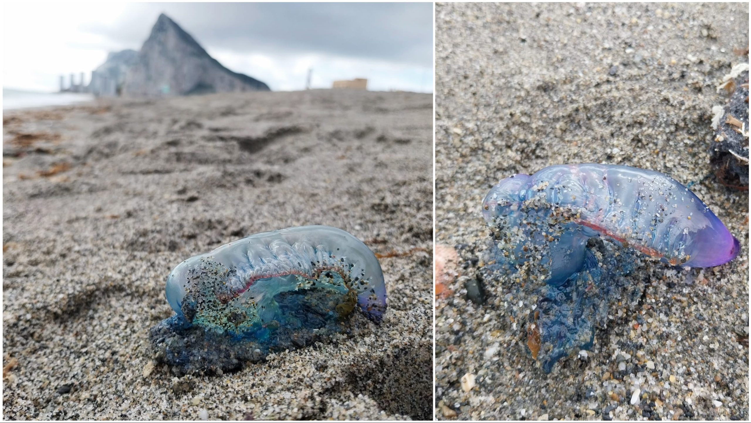 Deadly Portuguese Men O’War wash up on Spanish beaches near Gibraltar