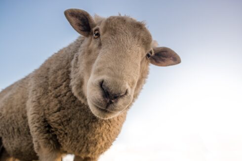 Sacked shepherd steals 264 sheep from ex-employer and sells them to rival farms in Spain