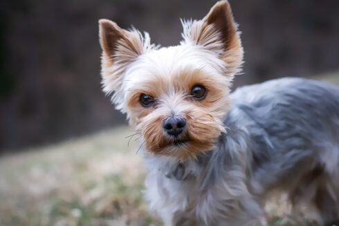 Two Yorkie dogs killed after owner throws them out of eighth-floor Alicante apartment window